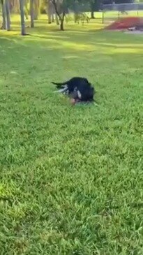 Veteran Police Dog Shows Tiny New Recruit the Ropes