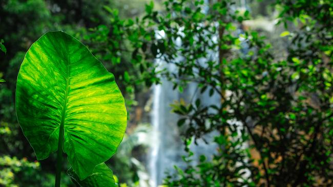 Springbrook waterfalls in Warrie Circuit.