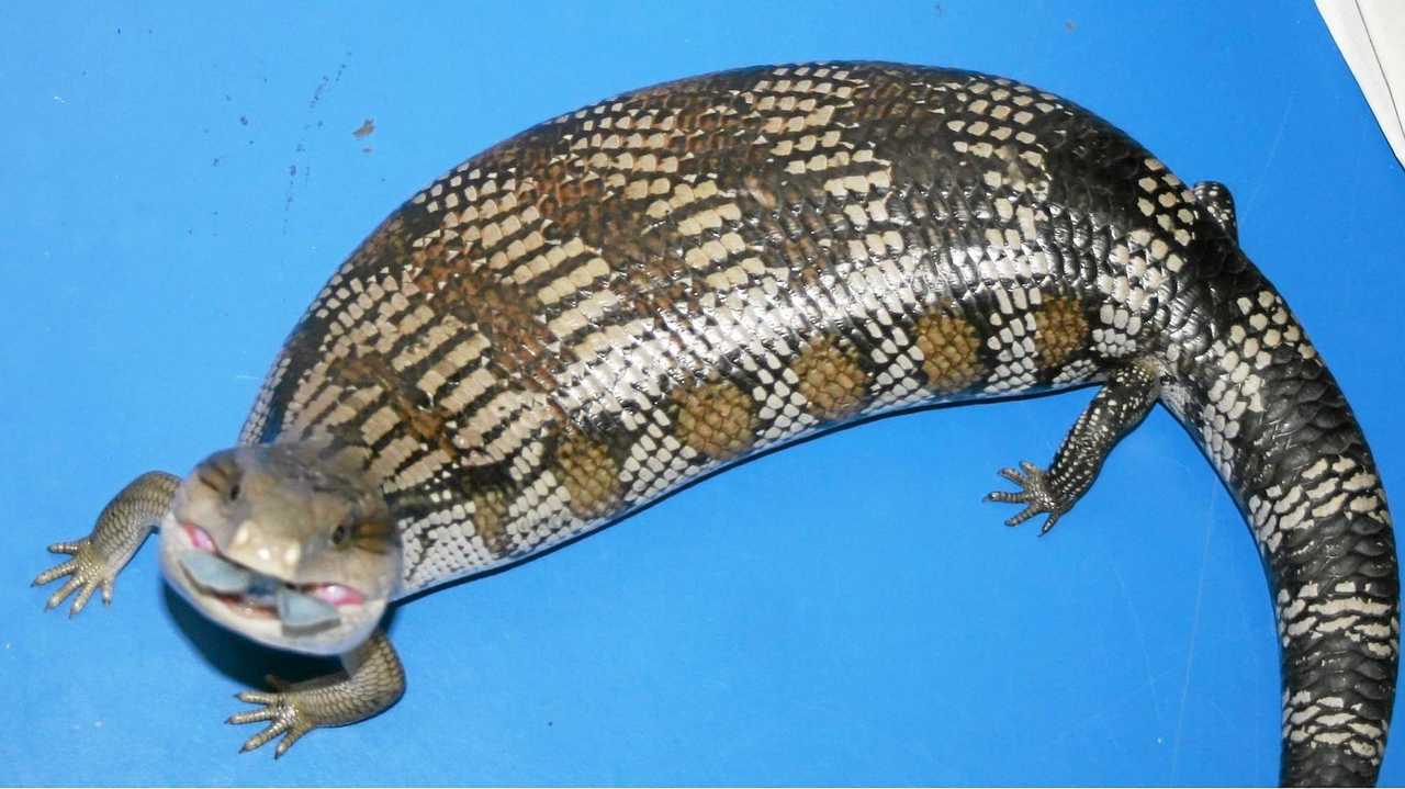 Pregnant blue tongue lizard fat from cat biscuit diet Daily