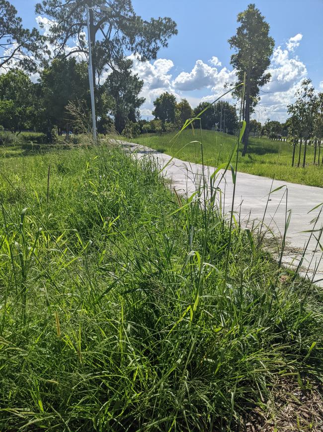 A pathway at the park. Picture: Keith Woods.