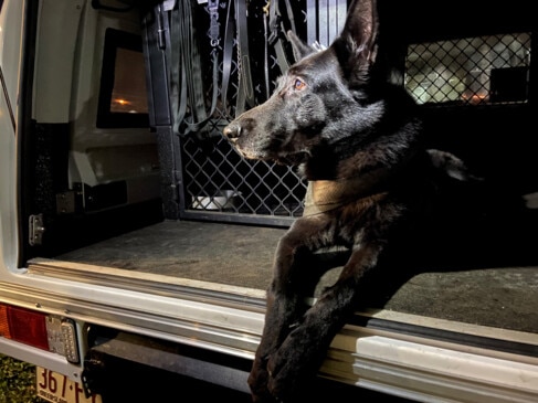 Cairns police dog Bally catches alleged thief