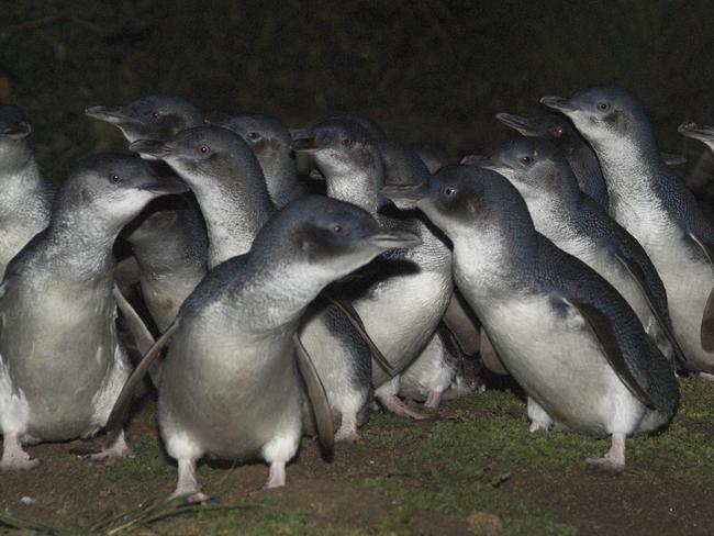 A colony of Little Penguins.