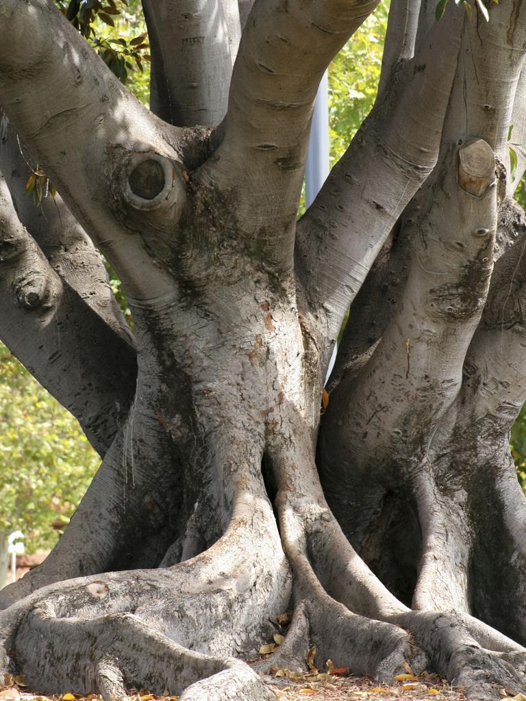 Ormiston fig tree dead: Removal of historic tree brings back memories ...