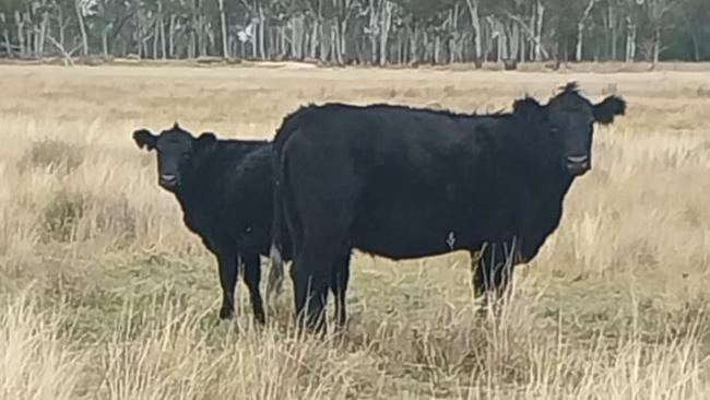 Approximately 31 Angus cows, with calves at foot, and two bulls were stolen. Picture: Supplied.