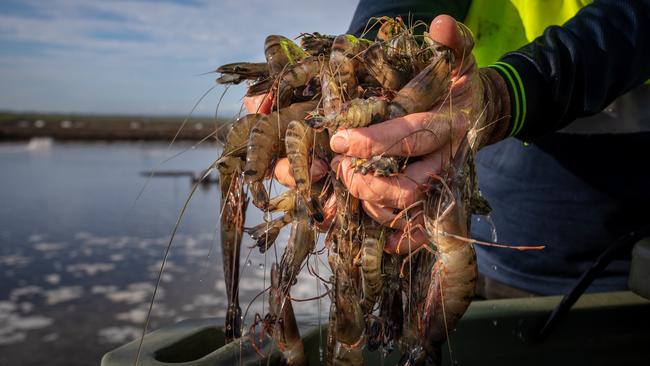 A worker grabs a handful of prawns at Yamba, Tassal’s most southerly prawn farming operation – situated on the Clarence River in northern New South Wales.