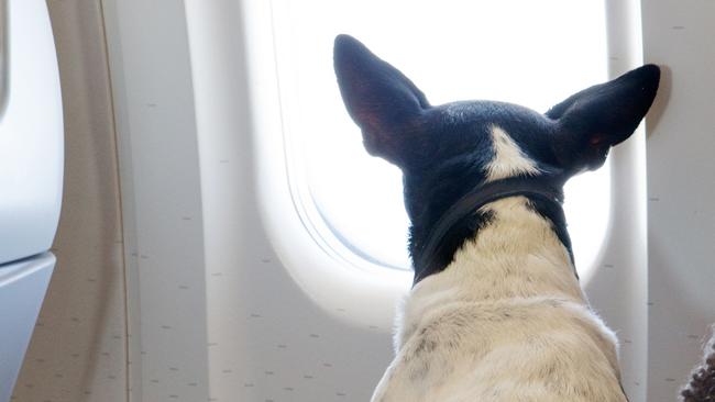 Service dog sitting on owners lap on commercial airliner and looking out the window. ESAEscape 12 November 2023Doc HolidayPhoto - iStock