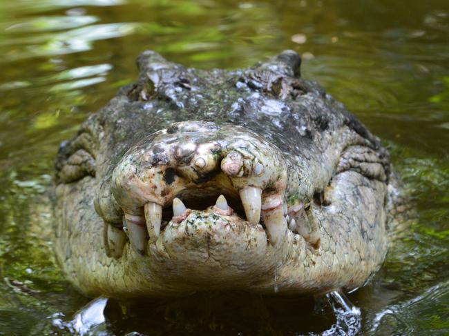 A salt water crocodile, also called a saltie or estuarine crocodile, shows its teeth in Queensland, Australia. Picture: iStock.