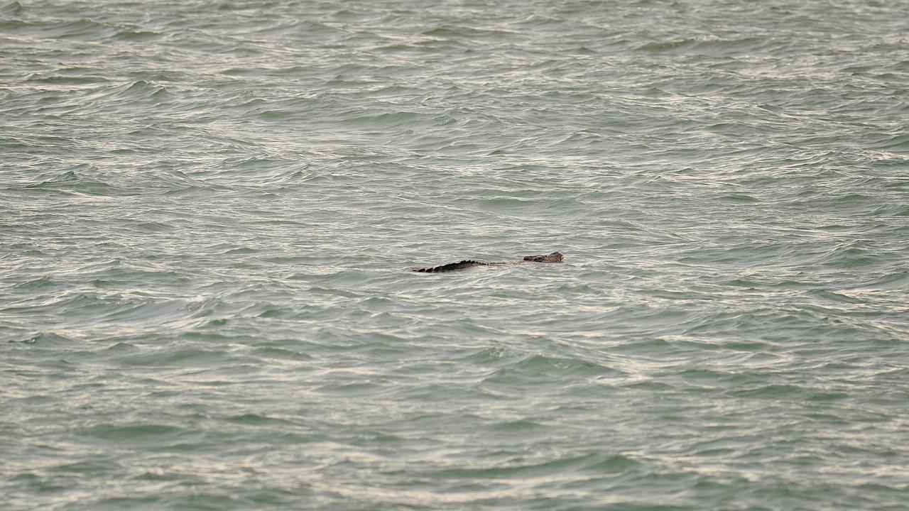 Townsville crocodiles: 2.5 metre crocodile spotted swimming off The ...