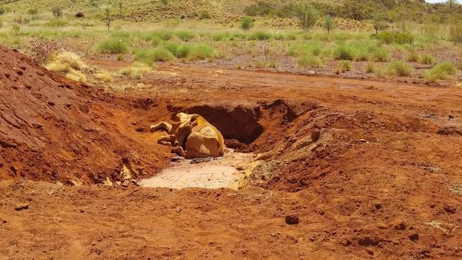 Mineral Resources faces an investigation over allegations cattle that became stuck in its earthworks had to euthanised, and that others were cut off from water.