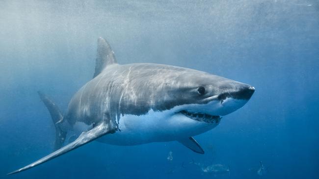 A Great White Shark has been sited this morning at Haunted Bay, Maria Island.  PIC: SUPPLIED - GENERIC.