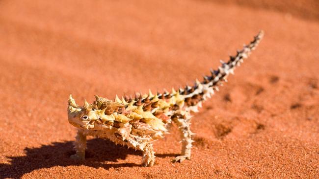 A thorny devil in Munga-Thirri Simpson Desert. Picture: Janelle Lugge