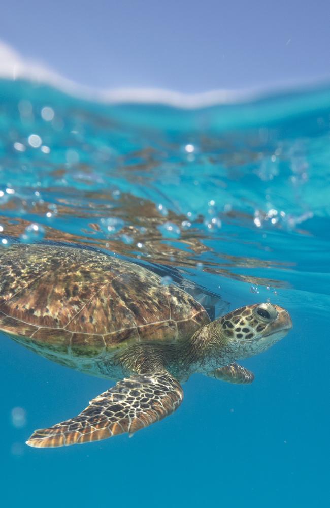 Turtle at Lady Musgrave Island. Picture: Tourism and Events Queensland
