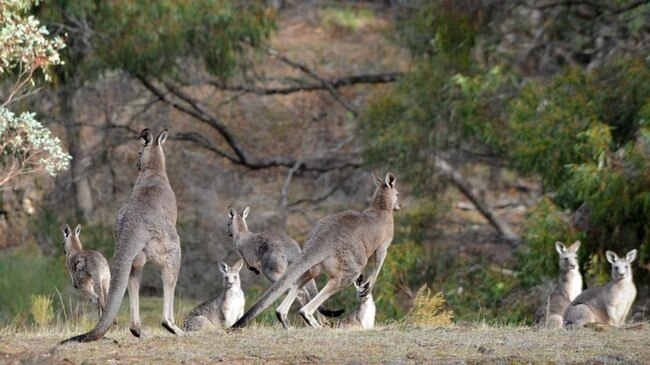 The Victorian Government banned commercial culling of kangaroos in response to the fires.