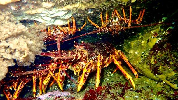 A huge crayfish in the reserve. Picture: Simon Brooks