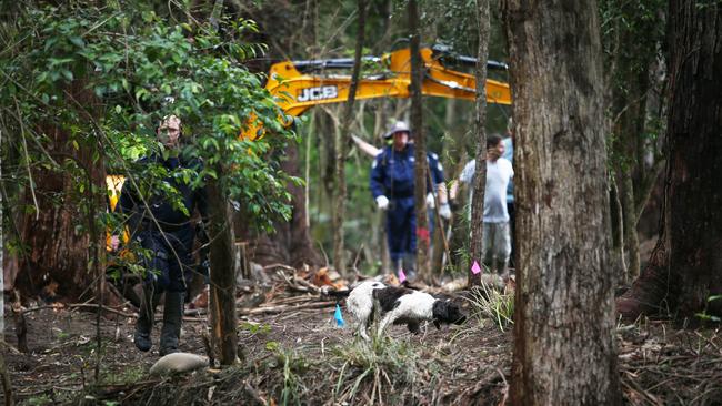 Cadaver dog Wags during a police search around Kendall in 2021. Picture: NewsWire/Peter Lorimer.