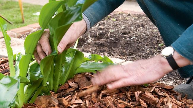 Give your garden a fighting chance