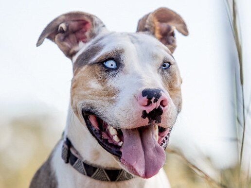 Harper is a three-year-old deaf Catahoula cross. Photo: Illuma Photography.