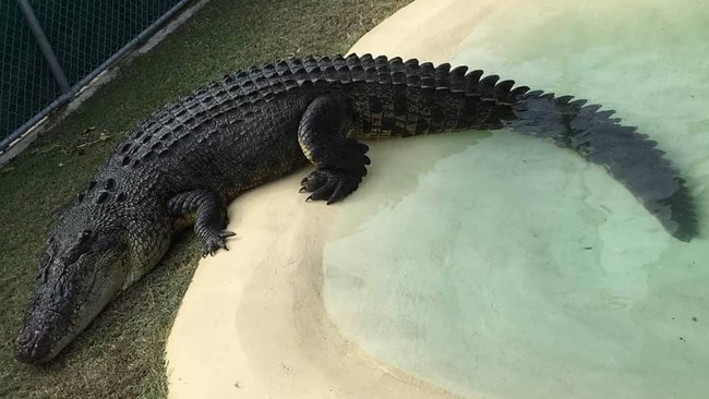 A 4.5m estuarine crocodile known as Fat Guts was removed from the Proserpine River in the Whitsundays after he was becoming too familiar with people illegally feeding him. Picture: Department of Environment and Science.