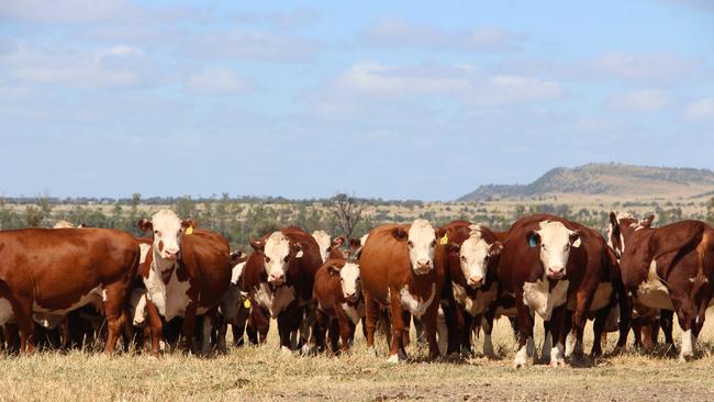 Sam and Sarah Becker operate the Jarrah Cattle Company at Banana, Queensland.