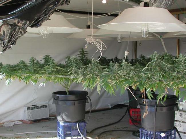 ACT Police use this picture as an example of how two cannabis plants can be used to cultivate commercial quantities of the drug using overhead wiring.