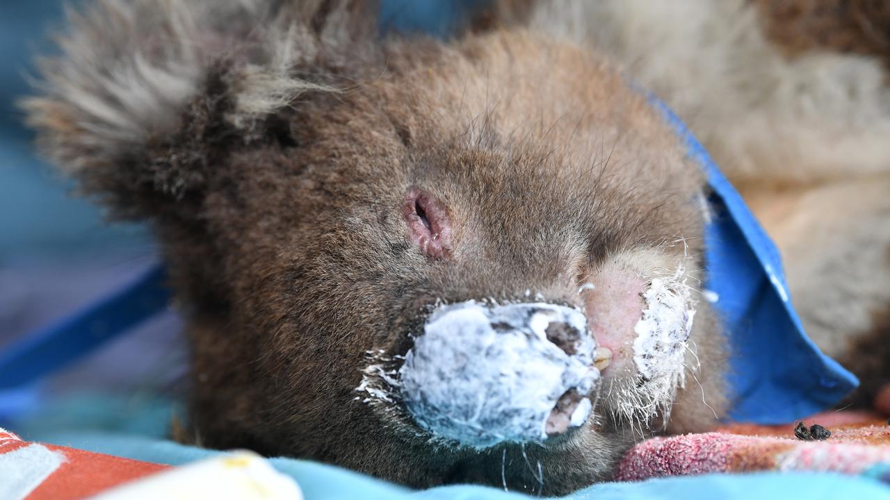 Kangaroo Island wildlife still being found alive in charred national park. Picture: David Mariuz/AAP