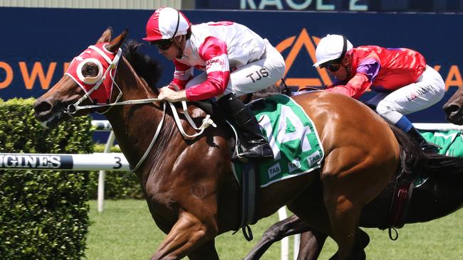 Amarantz can end her time with trainer Danielle Seib on a winning note at Moruya. Picture: Grant Guy