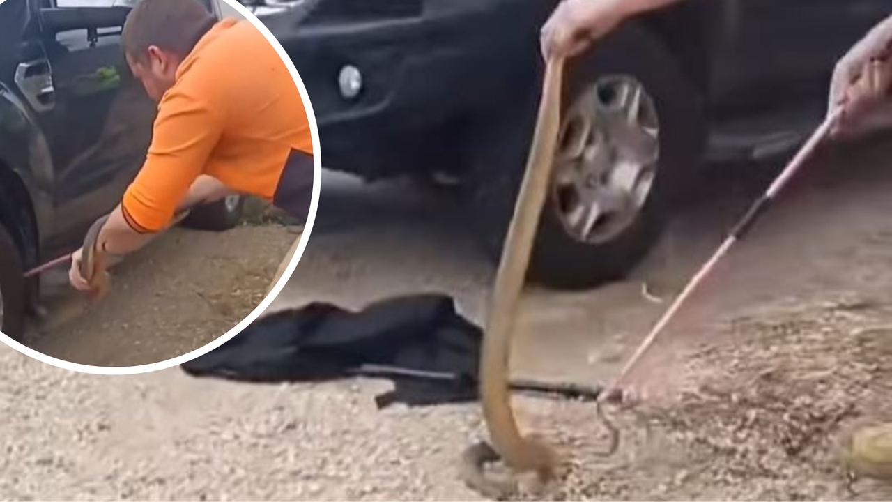 ‘F**k me’: Monster snake pulled from car after camping trip