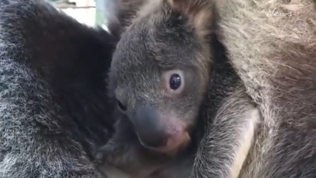 Koala joey at the International Koala Centre of Excellence