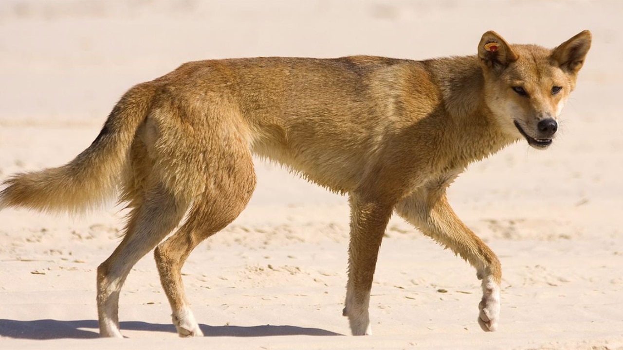 Australia dingo attack: 6-year-old boy hospitalized