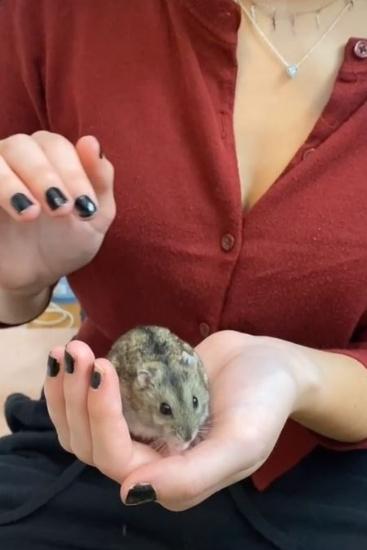 TikTok girl's 'propaganda campaign' for a hamster is next level