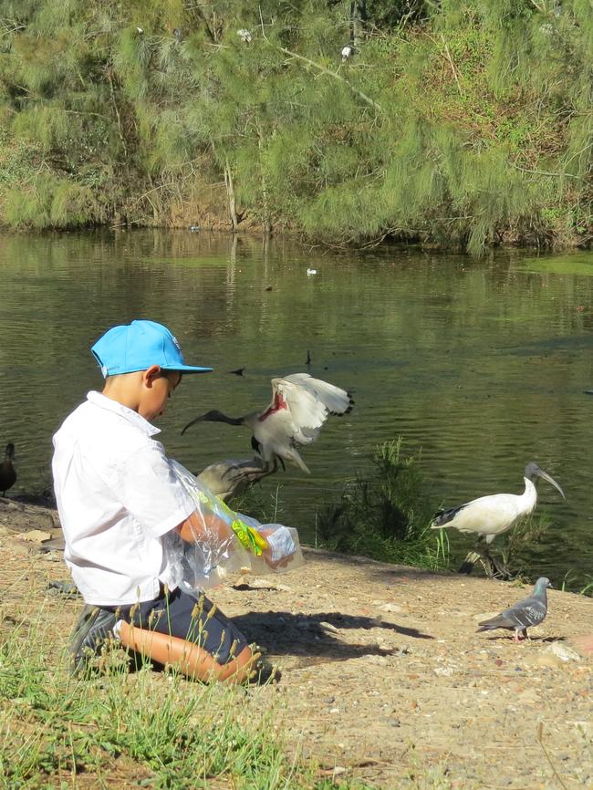 Duck feeding at Bicentennial Park.