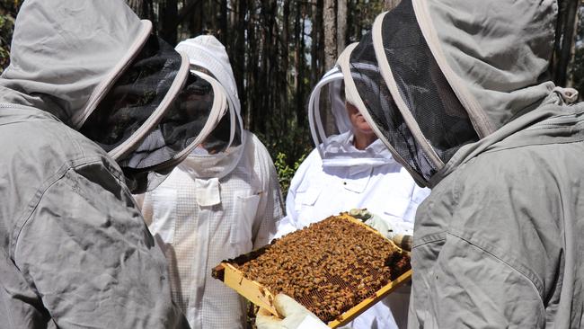 Suit up for an intensive beekeeping course at Vue at Jindivick.