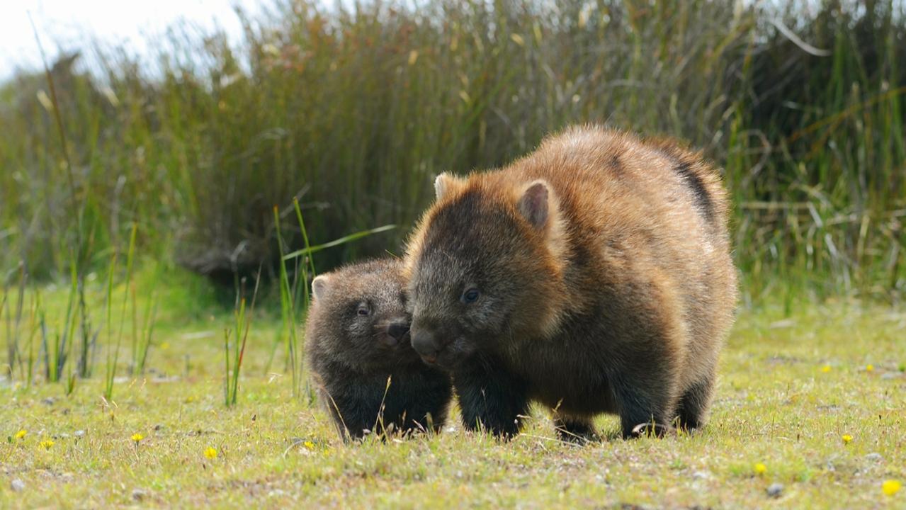The common wombat on Maria Island, Tasmania