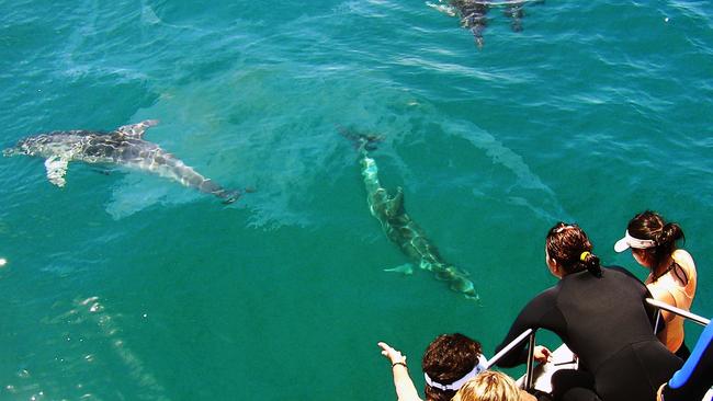 Several dolphin watch vessels operate in the Forster/Tuncurry area.