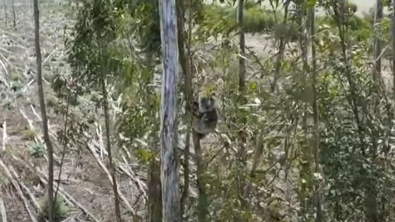 A koala clings to a tree around others that have been cut down. Picture: 7NEWS