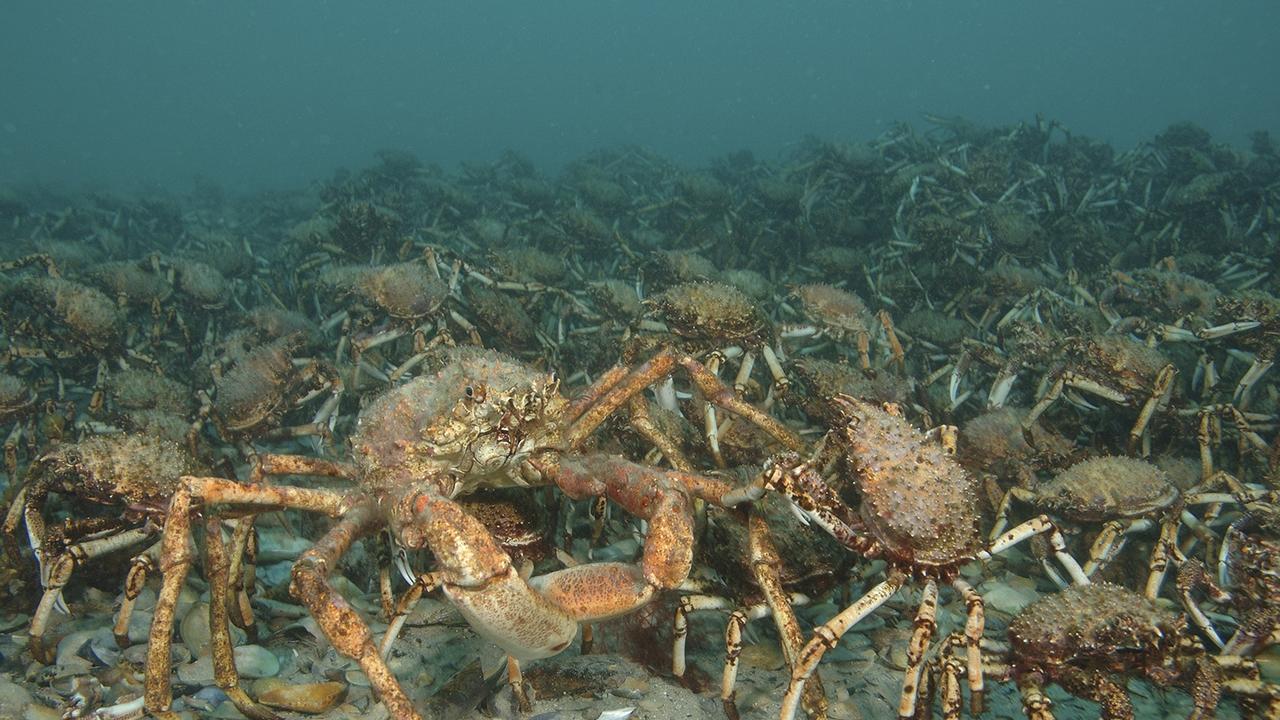 Petition · Support NO-TAKE of Australia's Iconic Spider Crabs during their  Moulting Season ·