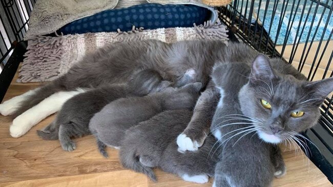 A shocking act of animal cruelty left a mother cat and her kittens fighting for their lives after they were shoved in a small box in Gladstone's CBD.