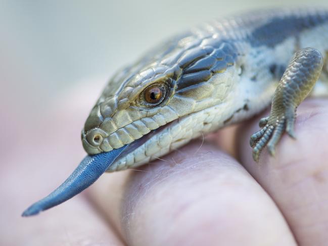 Police seized several blue-tongued lizards similar to this little fellow.