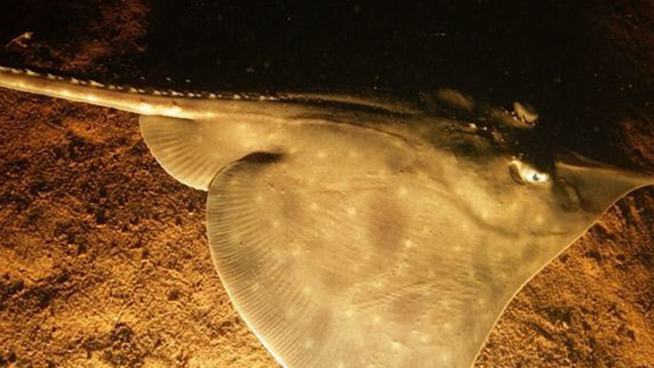 Maugean skate, an endangered species photographed in Macquarie Harbour.