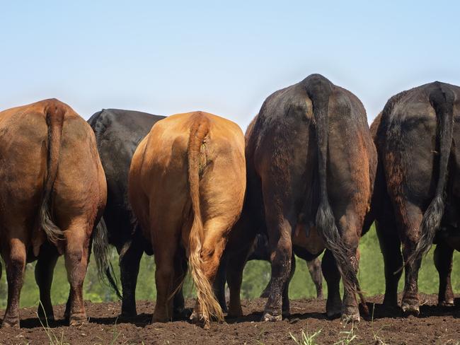 Cow dung will be turned into electricity on a Victorian dairy farm.