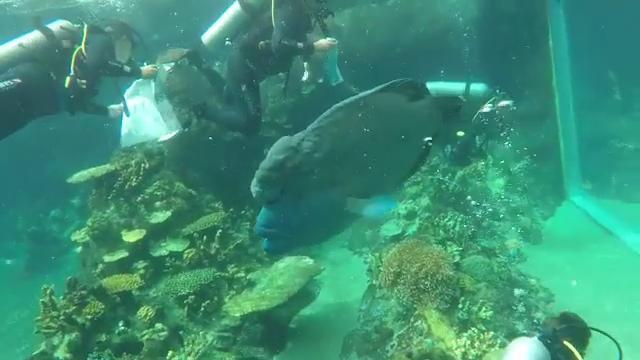 Sea World join Environmental Divers to clean-up marine debris