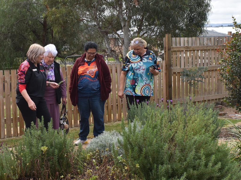 Native herbs at BUSHkids Warwick’s garden for NAIDOC Week, July 9, 2024.