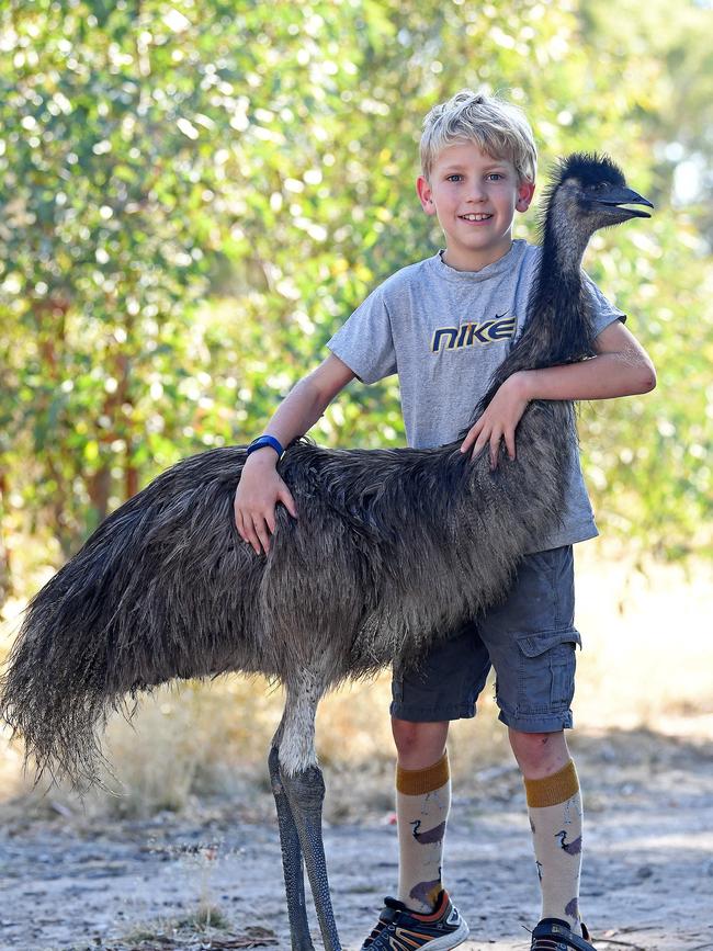 Felix Rosenberg, 9, with his pet emu Kiri at home in Birdwood. Note the emu socks. Picture: Tom Huntley