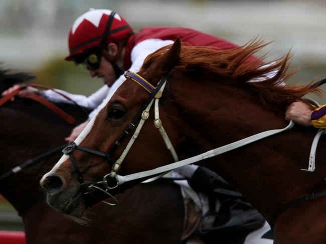 GENERIC RACING PIC.                                                       Randwick Races, RACE 6. Arrowfield Stud Handicap 1600, WINNER NO:2 GERGIS Jockey Joshua Parr (maroon and white) Sat 11th July 2009. Photo: Melanie Russell