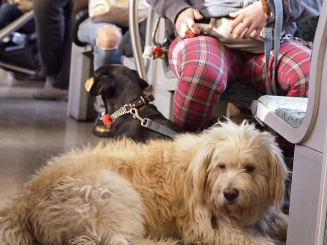 Dogs on a train in Belin, Germany. Picture: Supplied