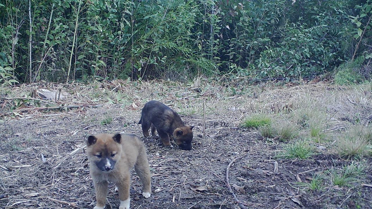 Dingo pups were captured on some of the images as part of the project.