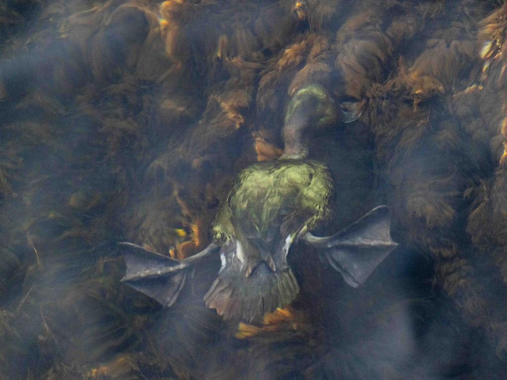 Winning third place in Wildlife, this picture was named “Duck Dive”. It was taken in Christchurch, New Zealand. Picture: Stuart Attwood/TNC Oceania Photo Contest