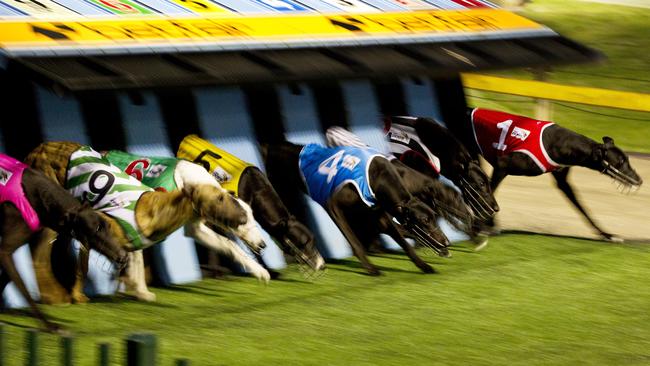 Greyhound racing in NSW has been suspended for seven days.