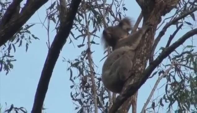 Koala spotted in Helensvale