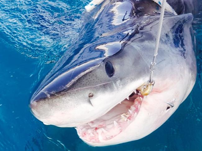 A shark caught on a SMART drumline at One Mile Beach at Forster. Picture: Supplied